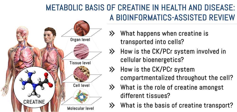Bonilla et al. (2021). Metabolic Basis of Creatine in Health and Disease: A Bioinformatics-Assisted Review. Nutrients, 13, 1238. https://doi.org/10.3390/nu13041238